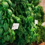 Epicurean’s Edible Garden/Herb Walls