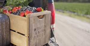 Antique Wish Farms crate with blueberries and strawberries