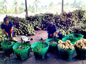 People peeling coconuts 