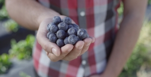 Close up hand holding blueberries